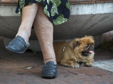 De foto toont verdikte benen met zichtbare aderen van een vrouw die een rok draagt en op een stenen bank zit met daarnaast haar hondje