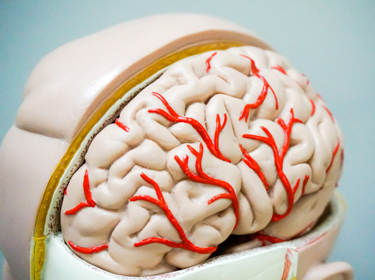 De foto toont een model van menselijke hersenen