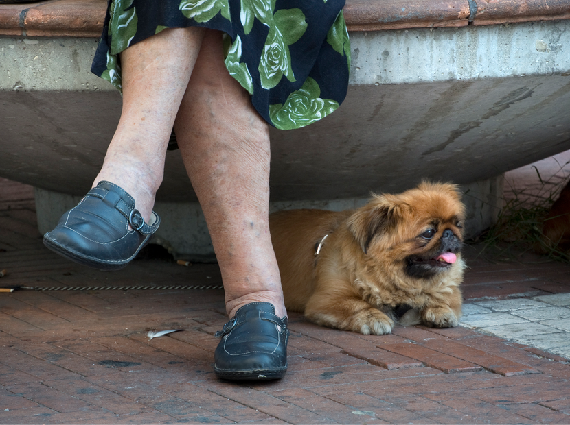 De foto toont de blauwgeaderde benen van een vrouw, ernaast ligt een hondje.